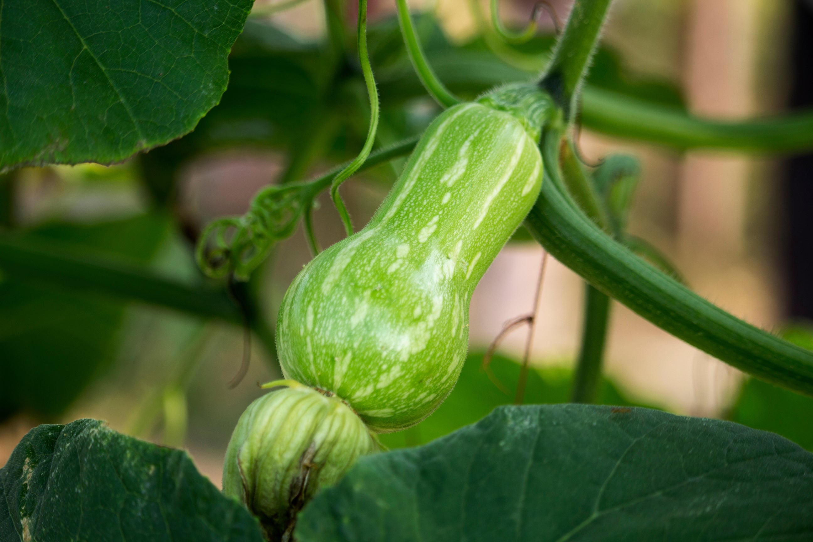 Fresh squash used in Kekoa Foods puree baby food.