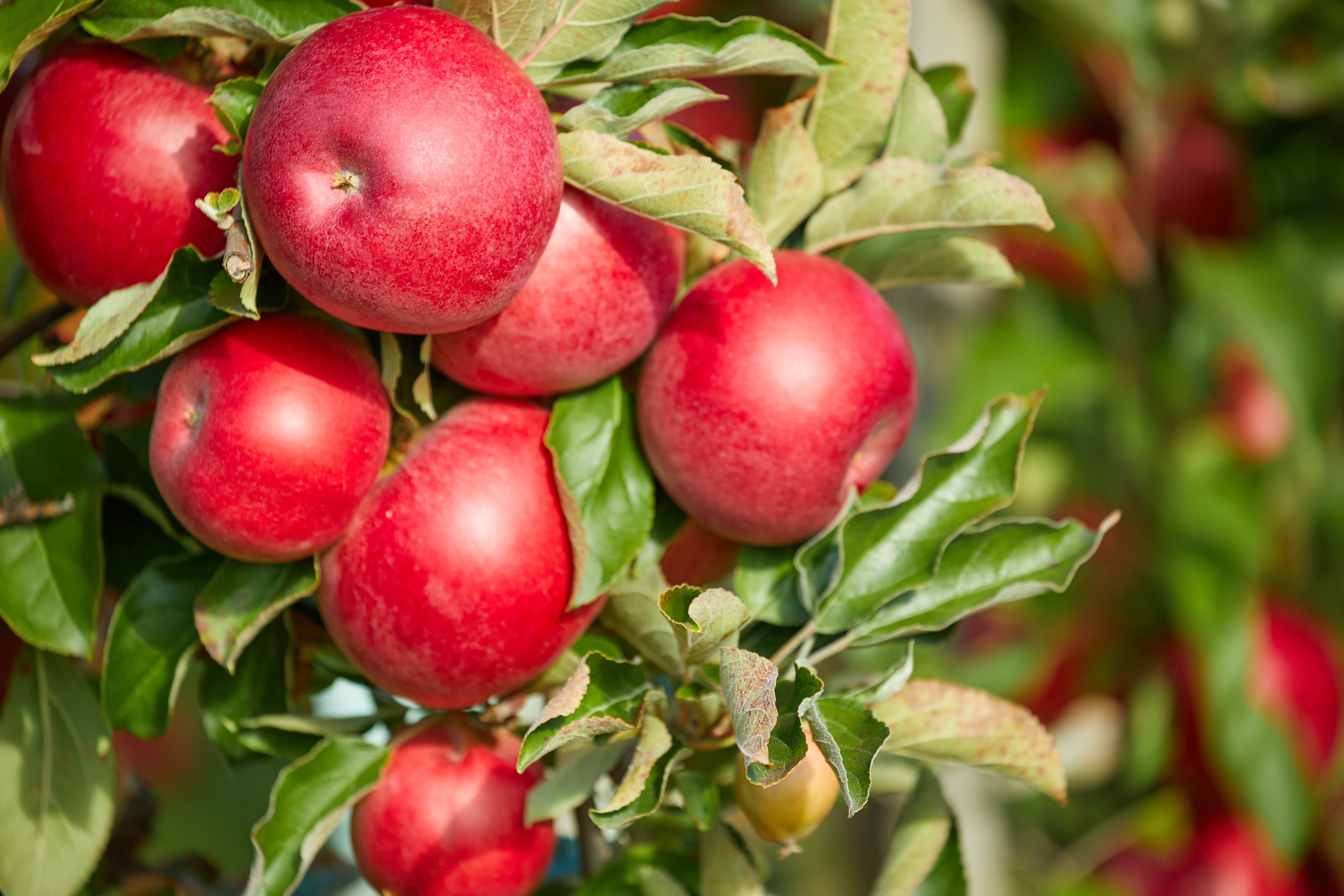 Fresh apples used in Kekoa Foods organic baby food.