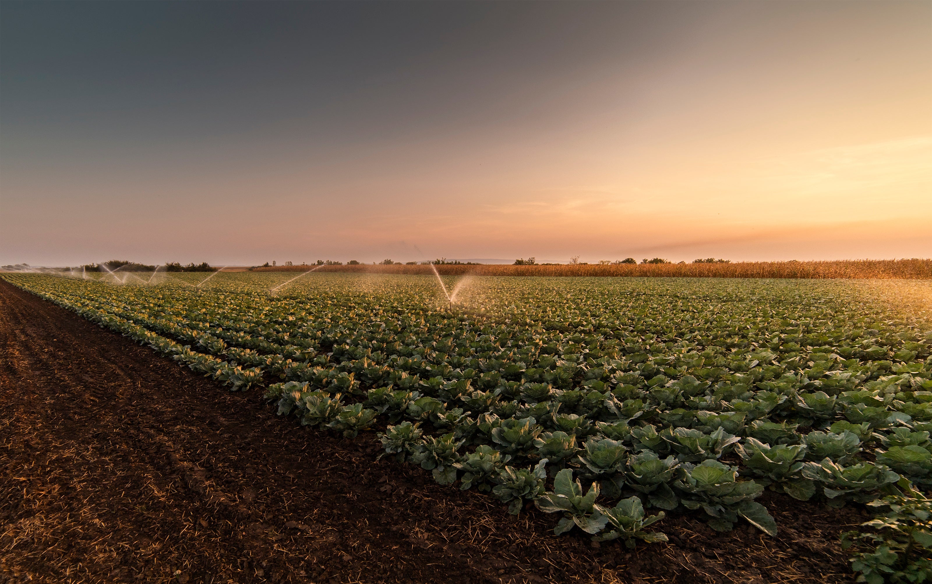 Open field used for farming organic food.