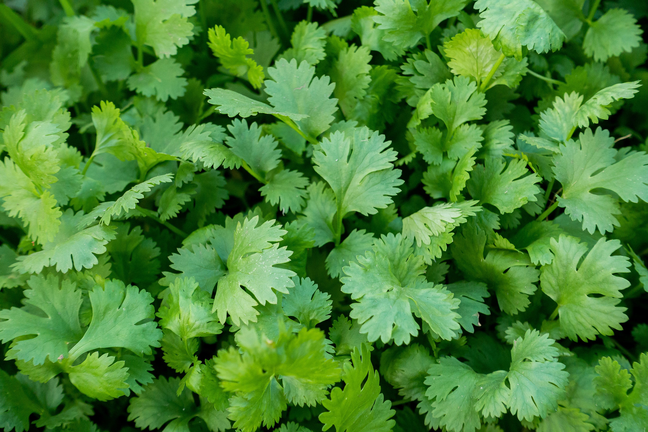 Coriander