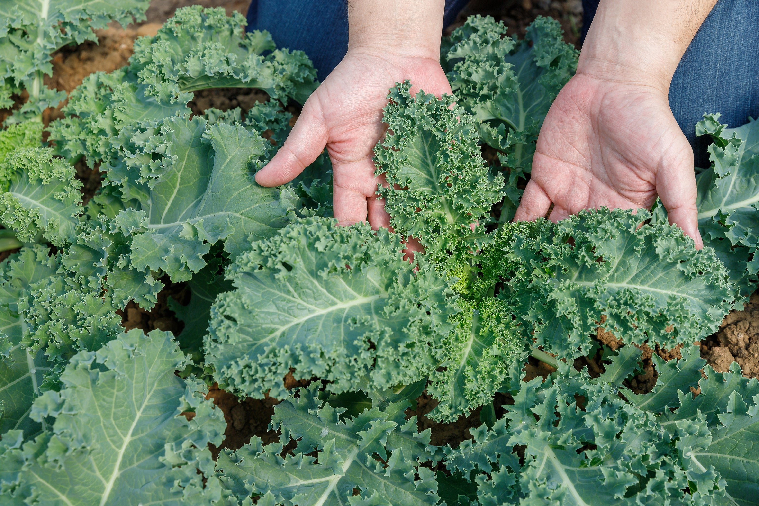 Hands in fresh kale used in Kekoa Foods organic baby food.