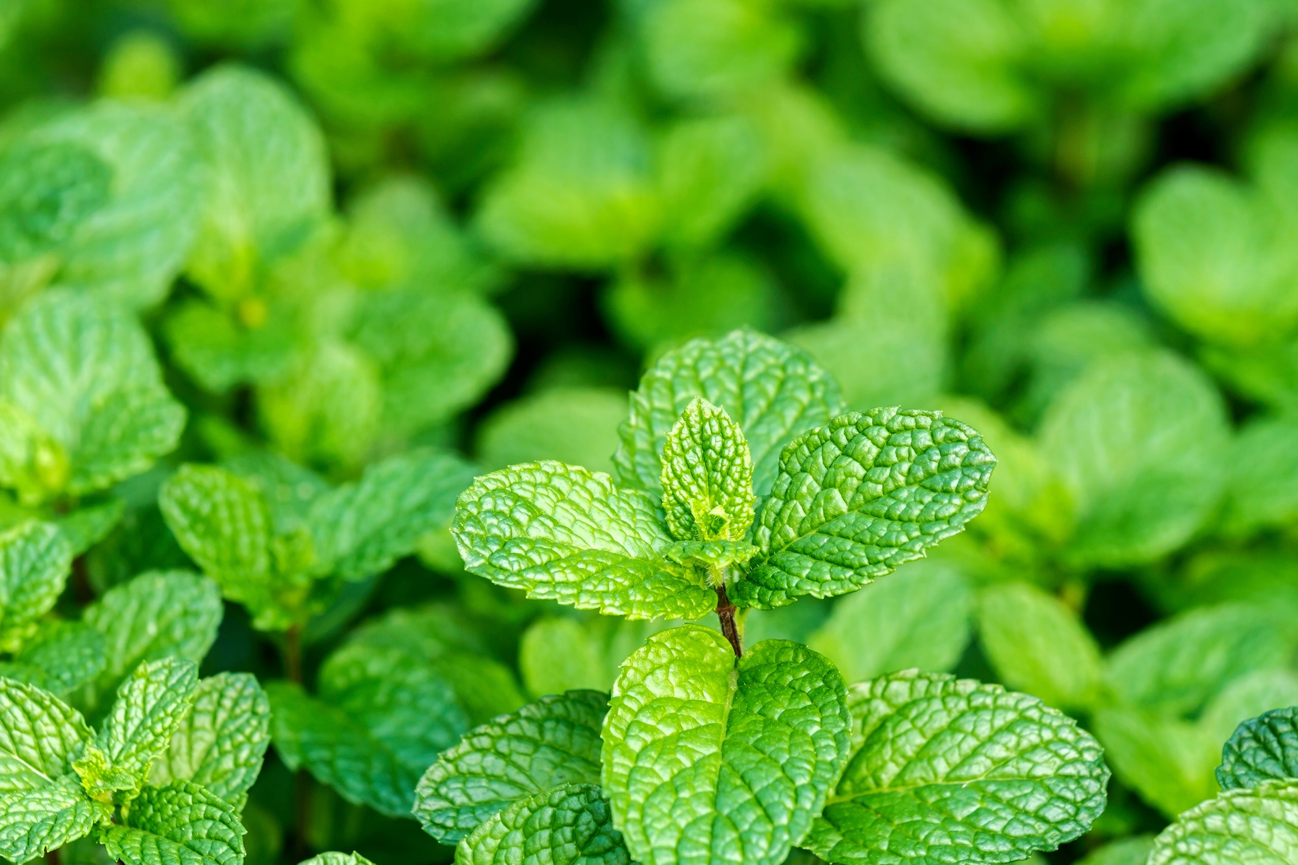 Fresh mint used in Kekoa Foods baby food puree.