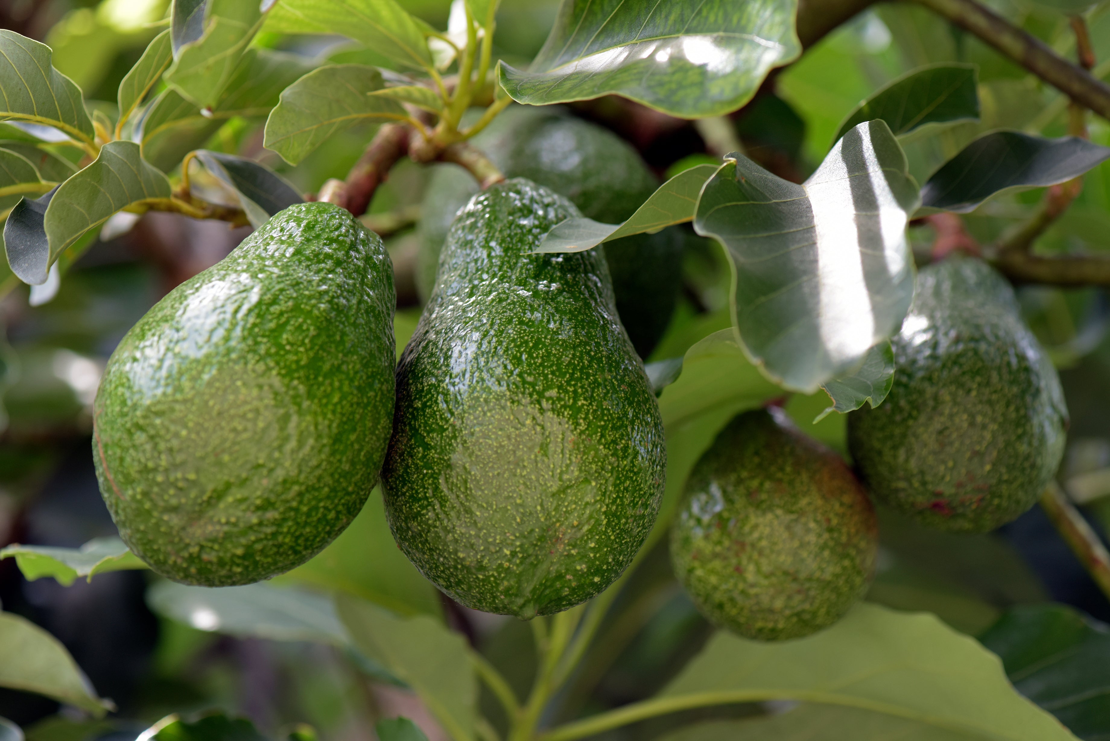 Fresh avocados growing on a vine used in Kekoa Foods organic baby food pouches.