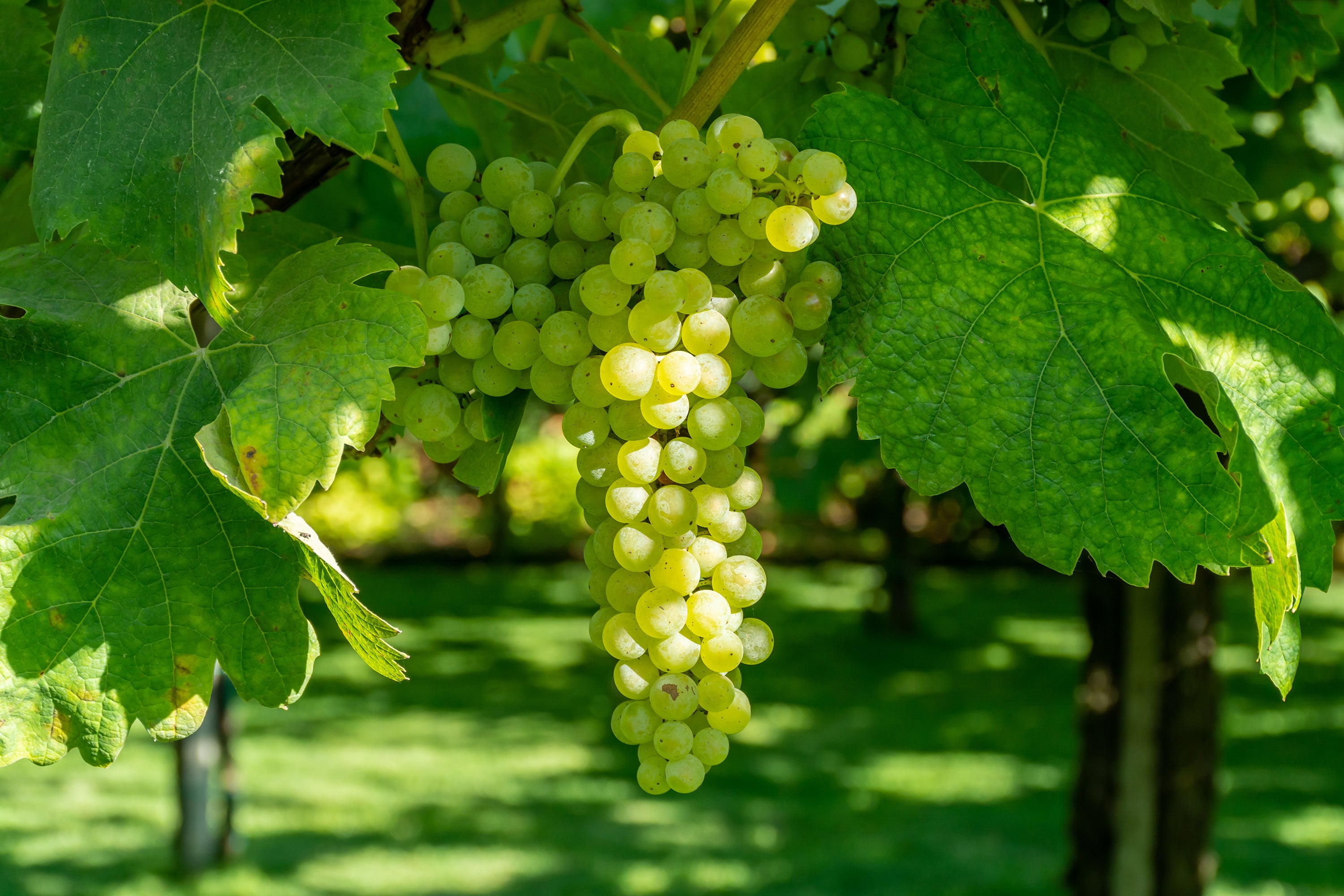 Green grapes used to make balsamic vinegar.