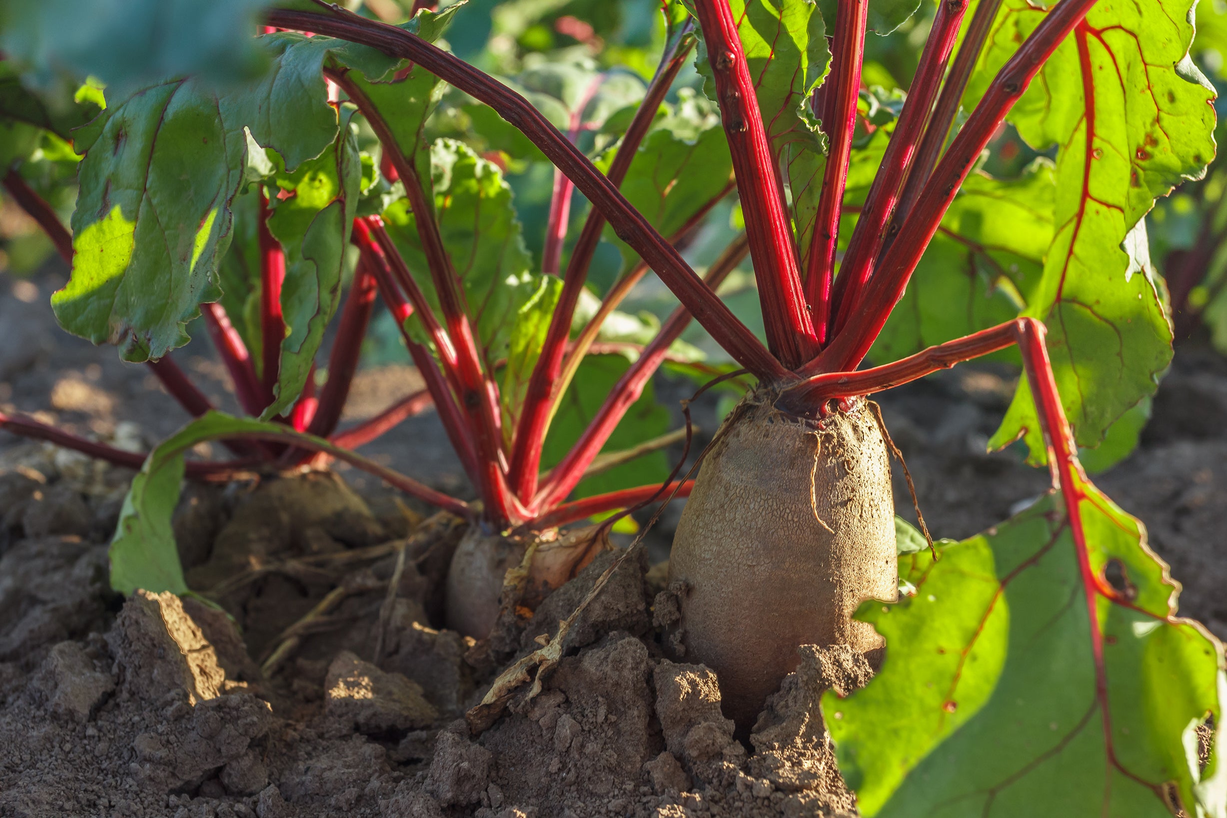 The root of beets that are used in Kekoa Foods' vegetable puree.