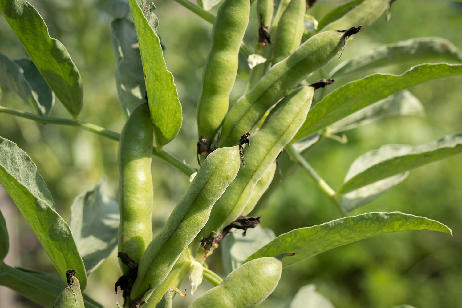 Black bean plant used in Kekoa Foods baby food puree.