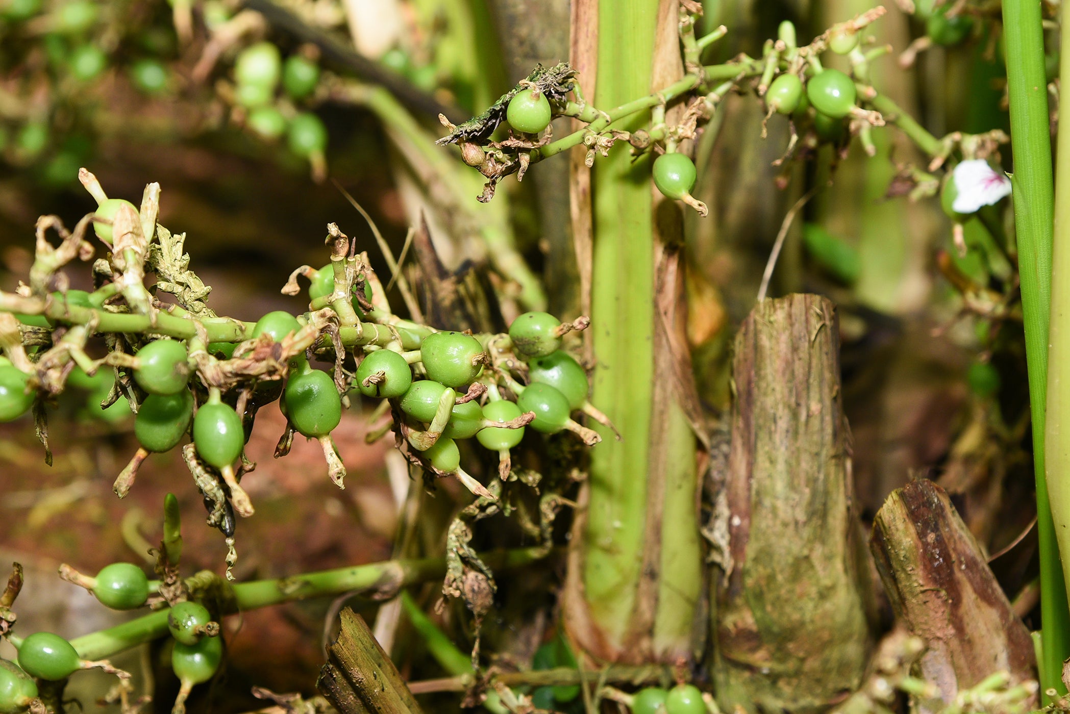 Cardamom spice used in Kekoa Foods baby puree growing on a tree.