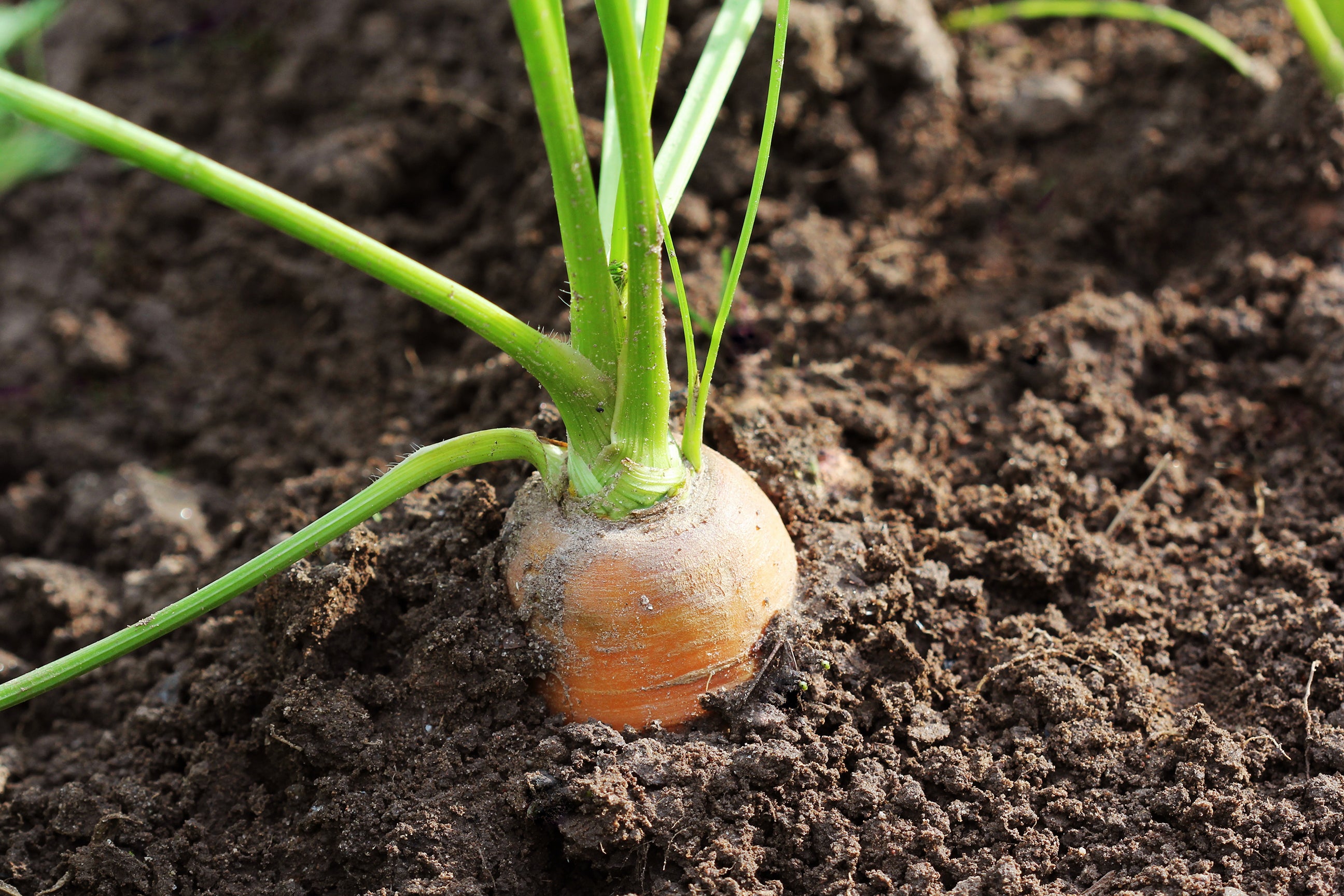 Orange carrot bulb in the ground used in Kekoa Foods organic baby food pouches.
