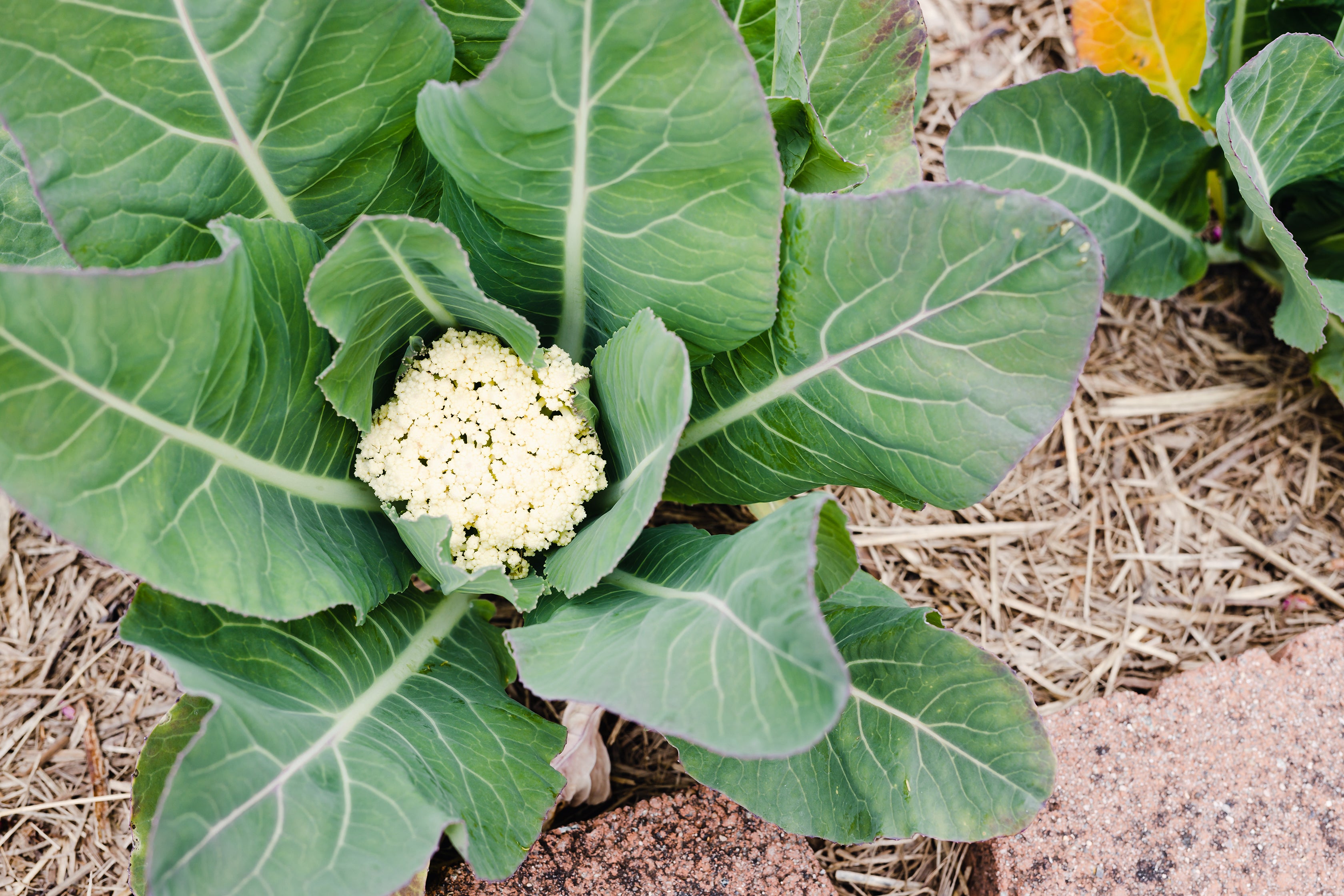Cauliflower plant used in Kekoa Foods organic baby foods.