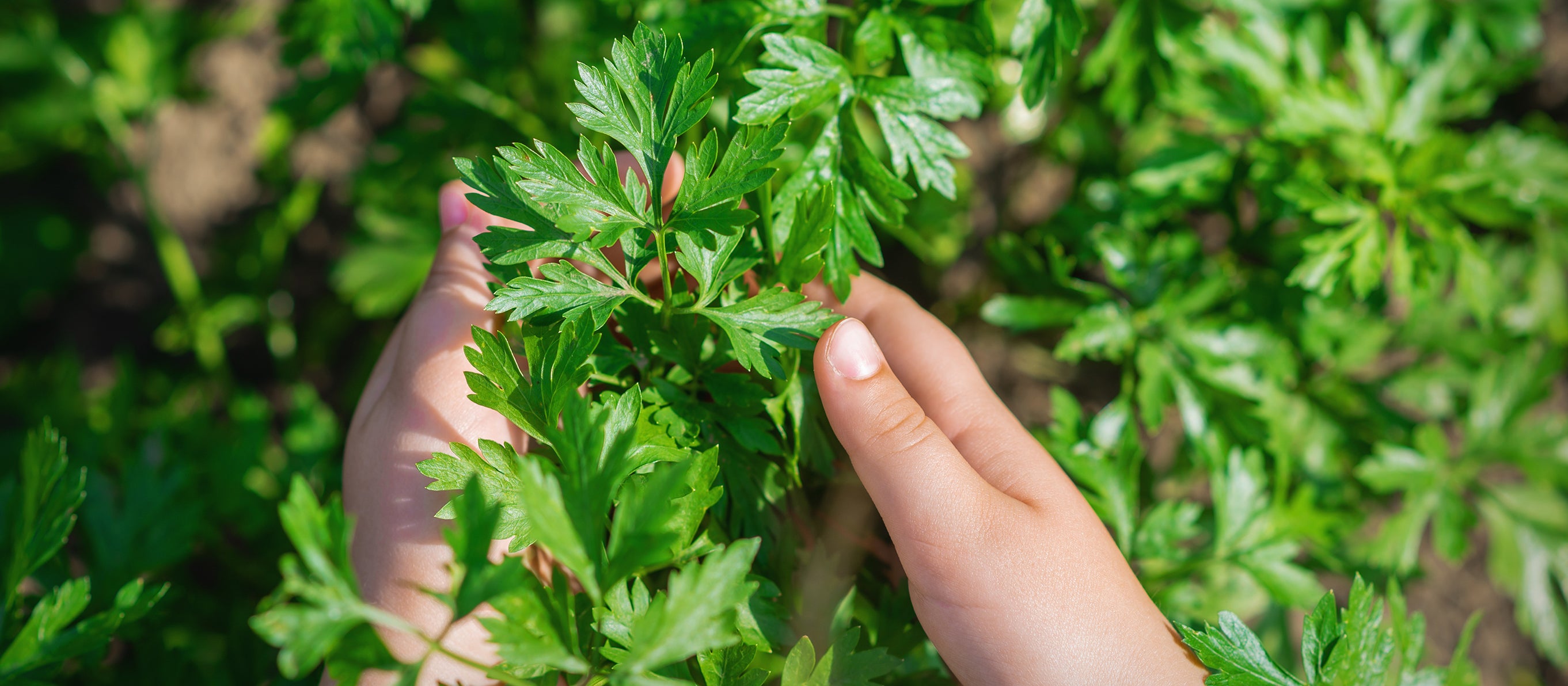 Fresh coriander leaves used in Kekoa Foods organic baby food pouches.