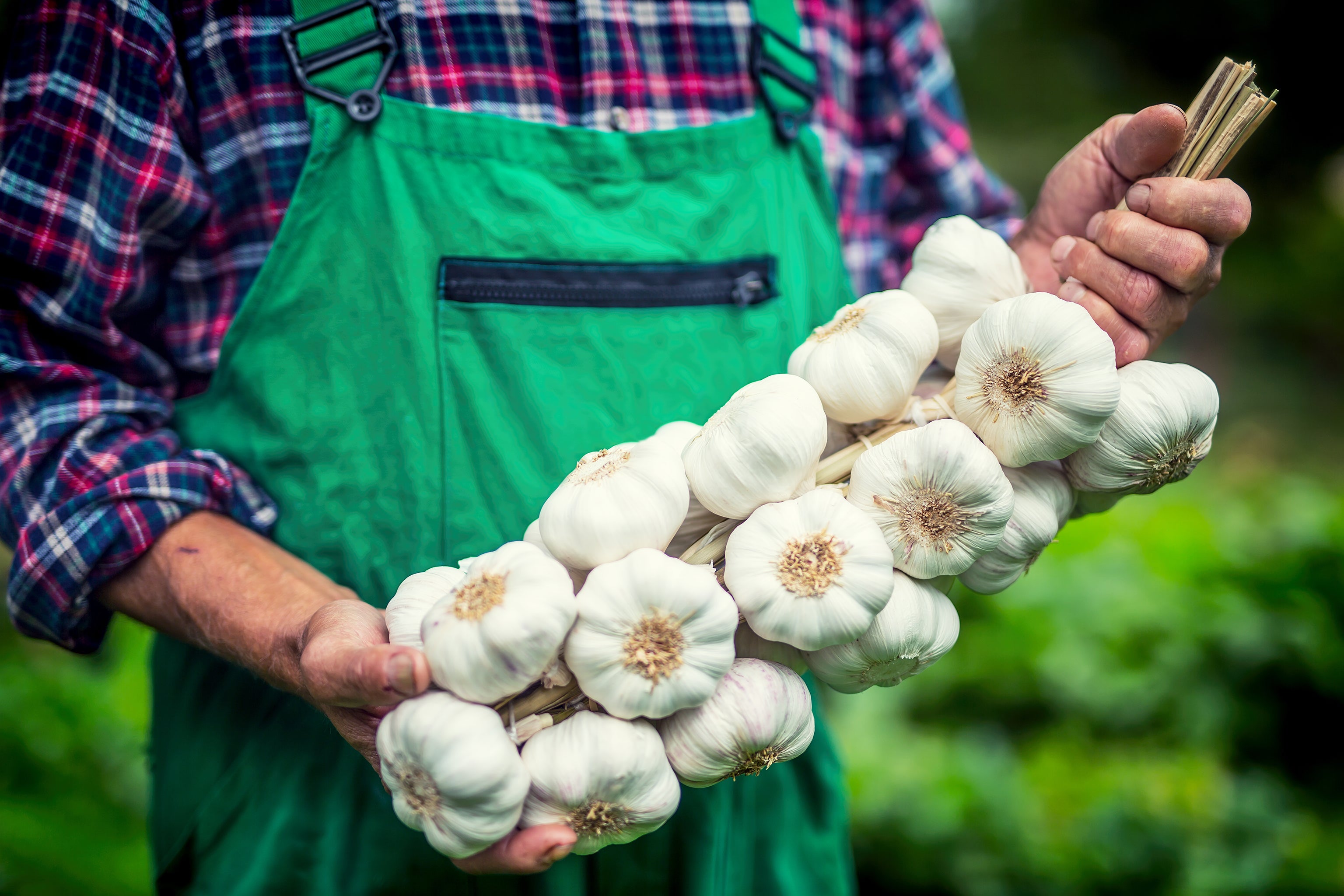 Farmer holding garlic bulbs used in Kekoa Foods baby food puree.