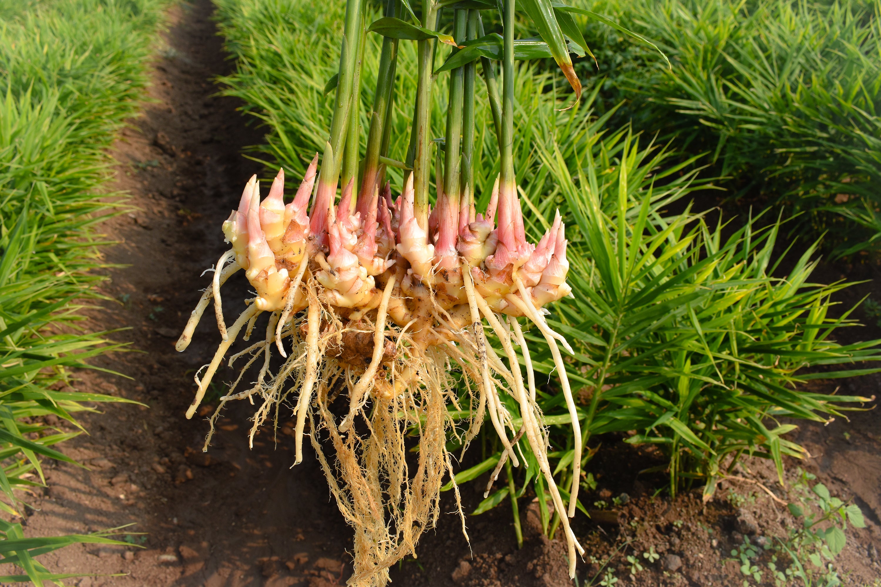 Ginger plant used in Kekoa Foods organic baby pouches.