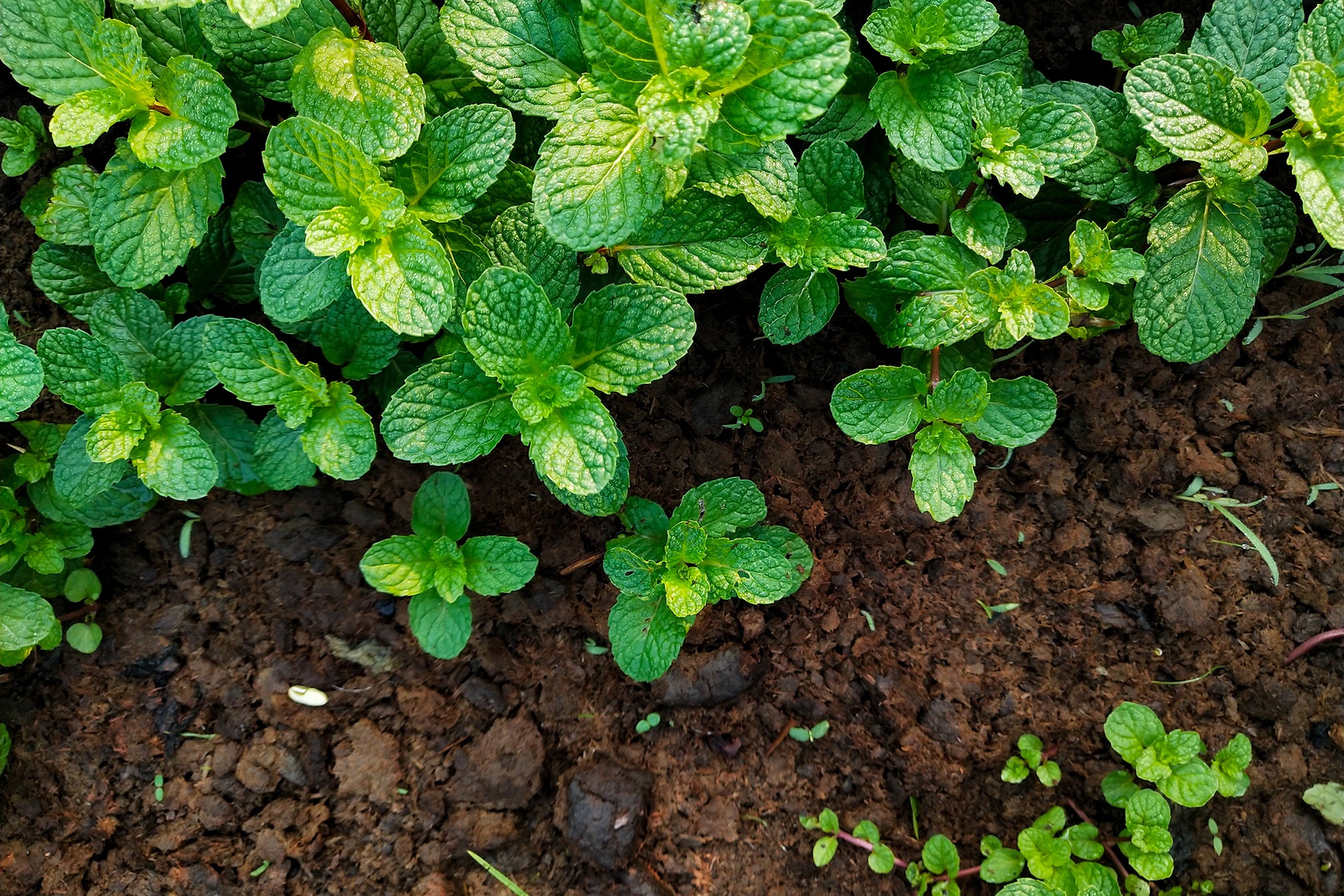 Fresh mint plant used in Kekoa Foods baby puree.