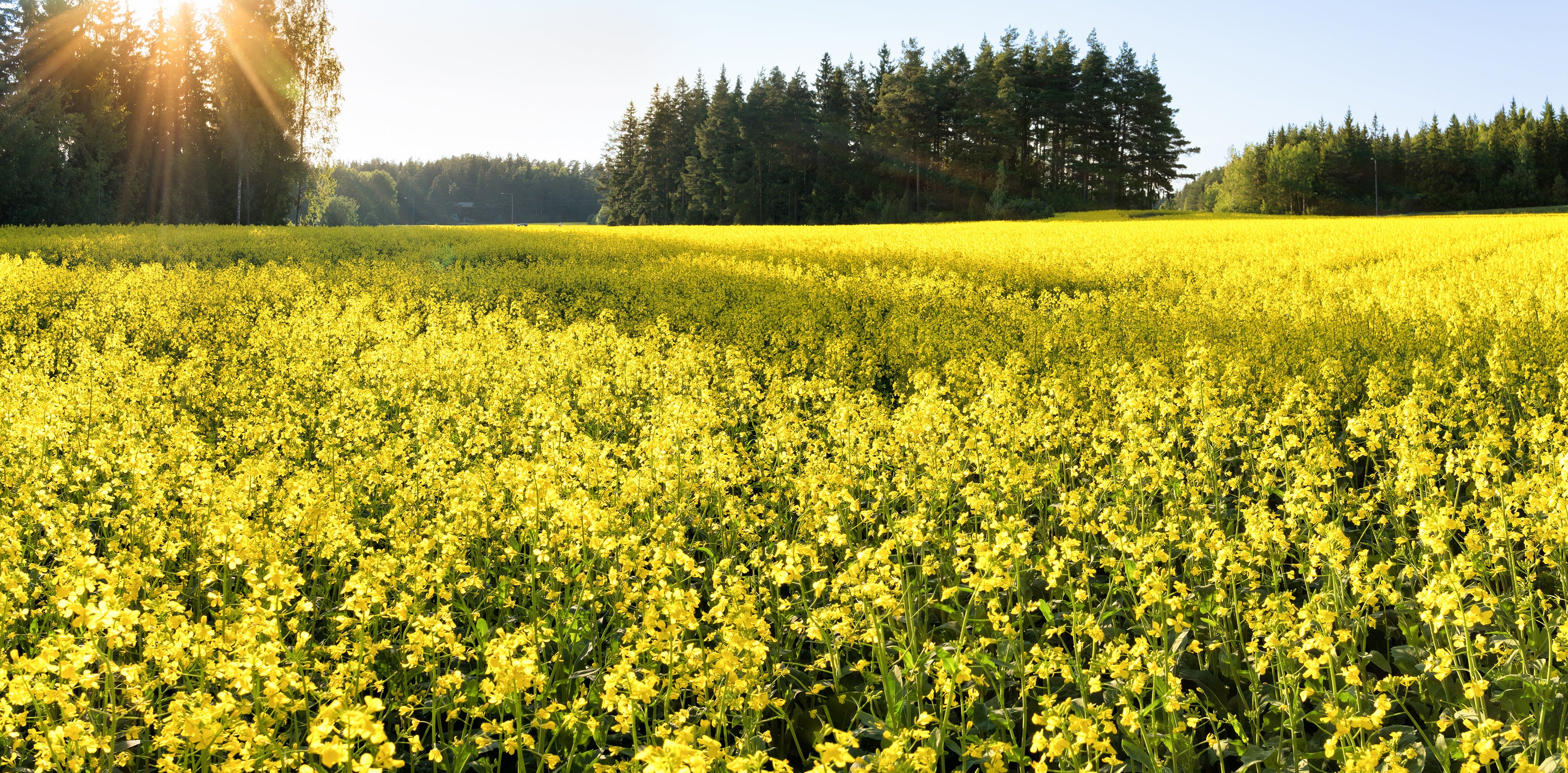 Mustard plant used in Kekoa Foods baby food pouches.
