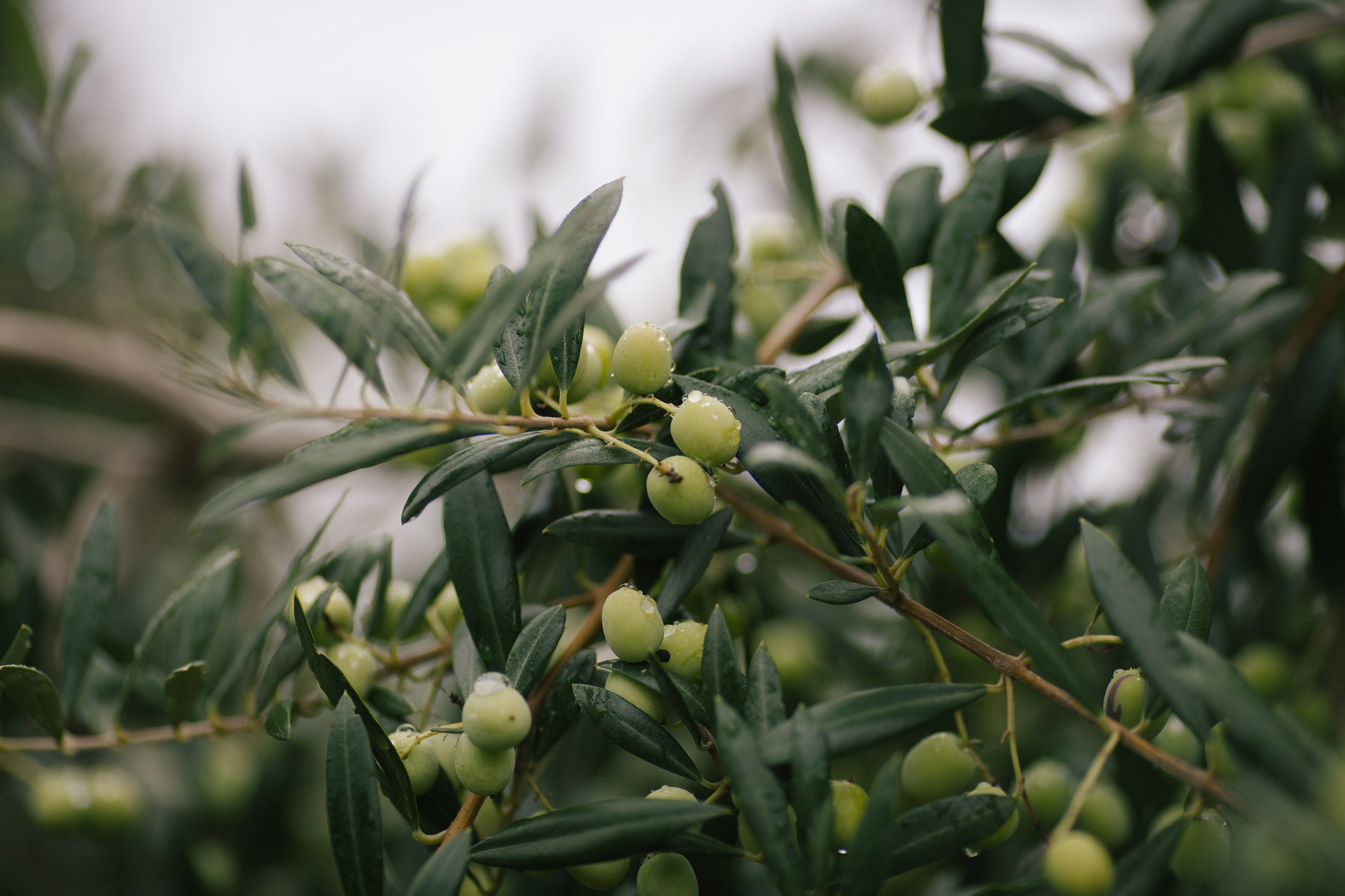 Olive tree used to make the olive oil in Kekoa Foods organic baby food.