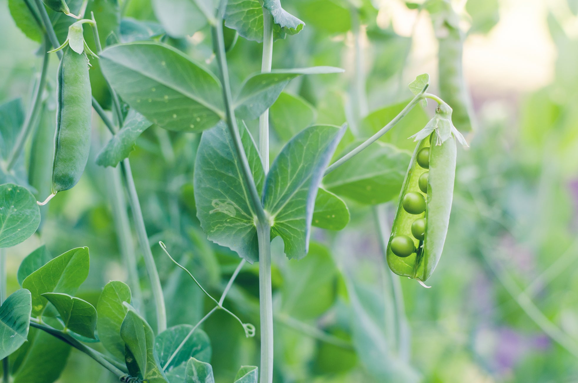 Fresh peas growing on a plant used in Kekoa Foods baby food puree.