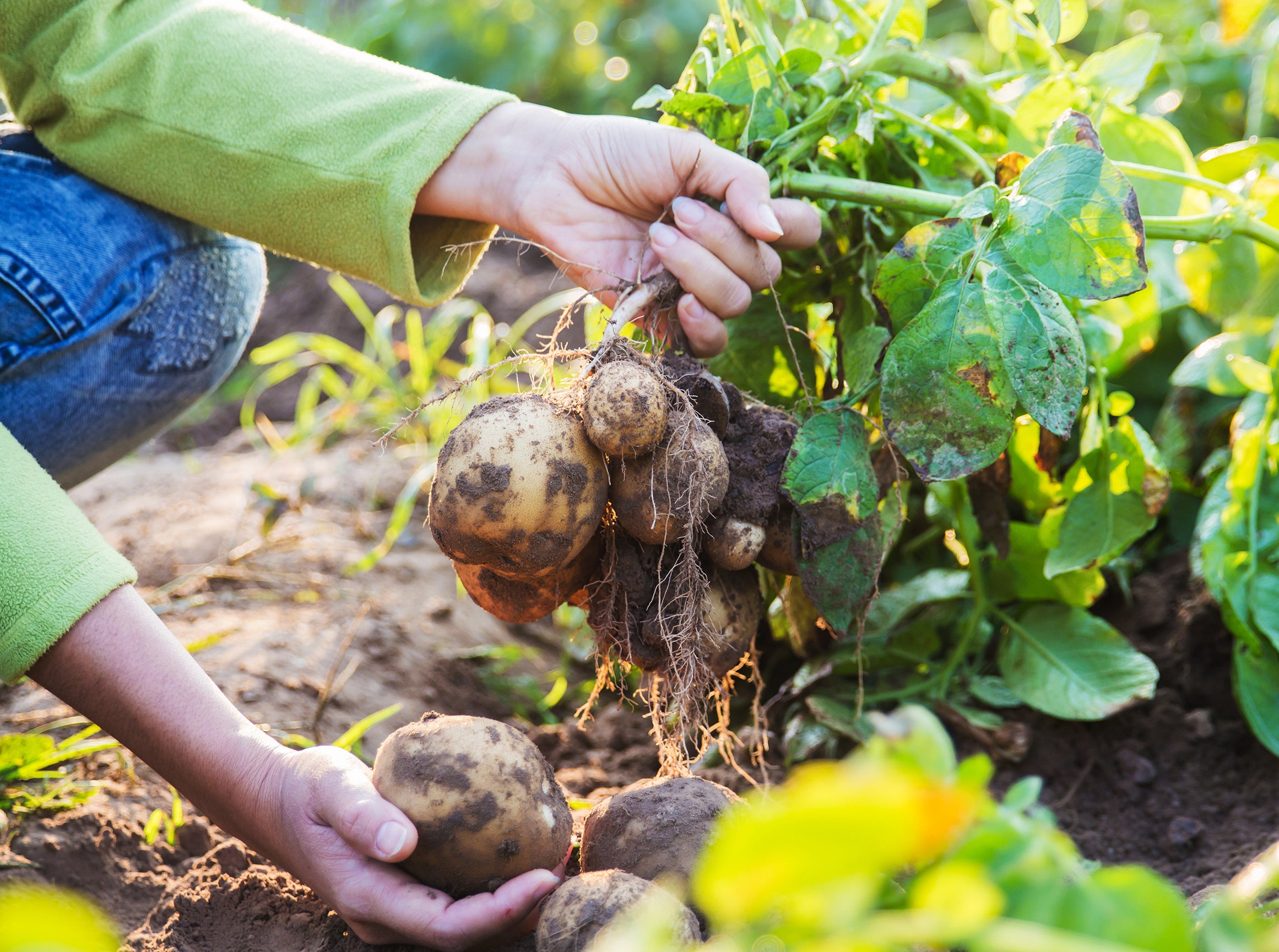 Farming potatoes used in Kekoa Foods organic baby foods.