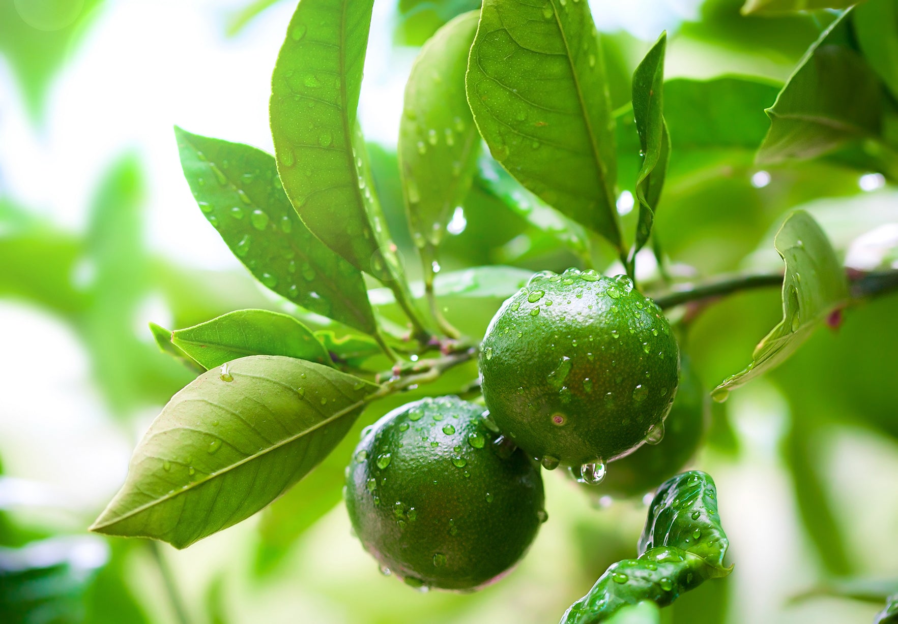 Fresh limes growing on a lime tree used in Kekoa Foods organic baby food.