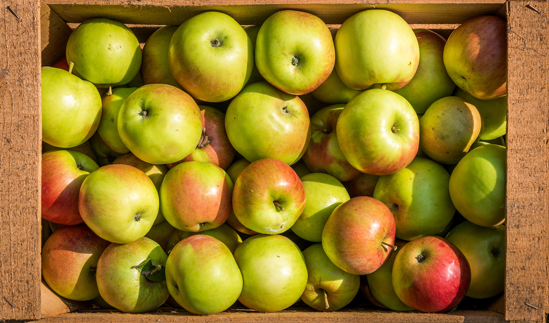 Fresh apples used in Kekoa Foods baby puree.