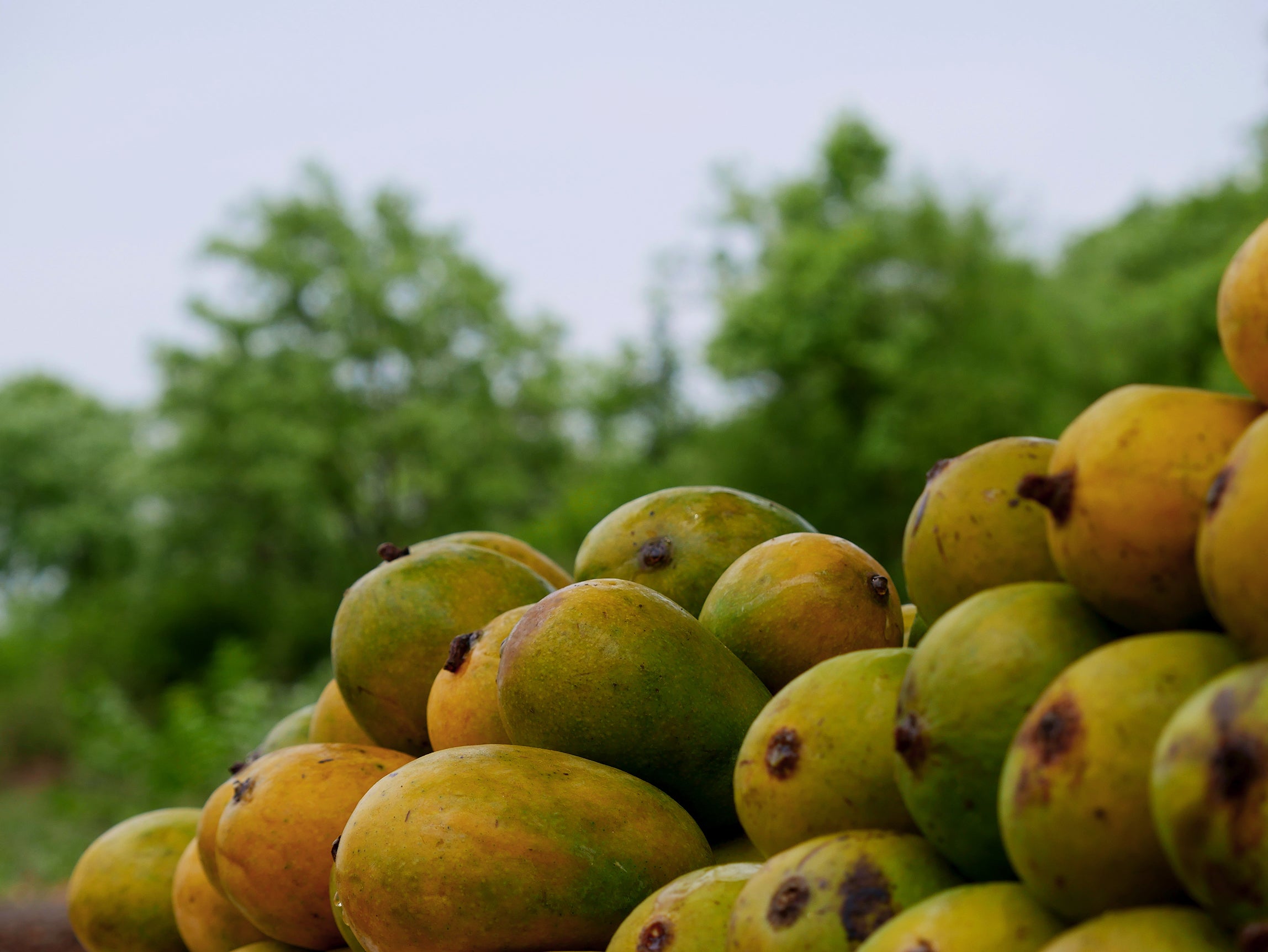Fresh mangoes used in Kekoa Foods puree baby food.