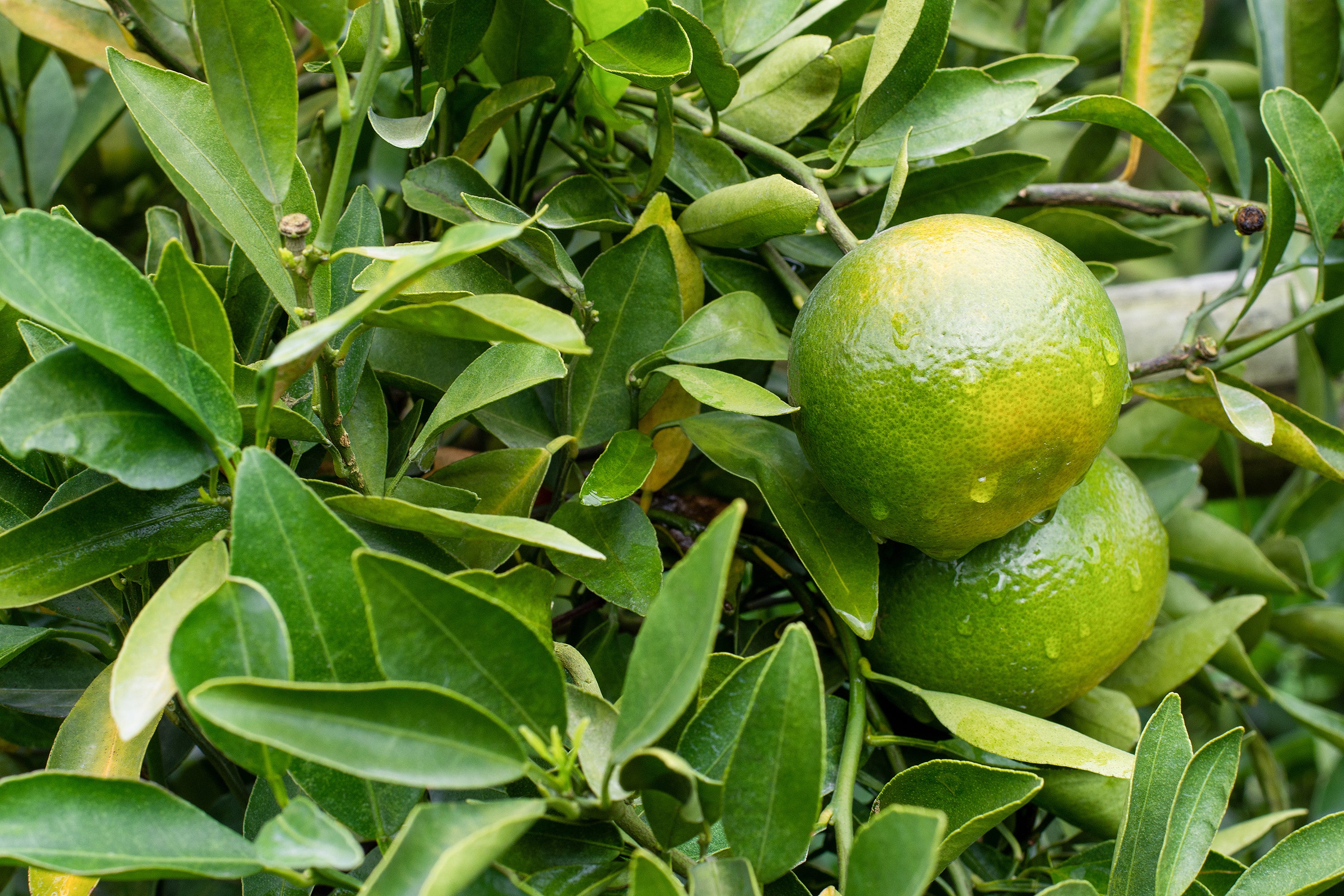 Fresh limes used in Kekoa Foods baby puree.