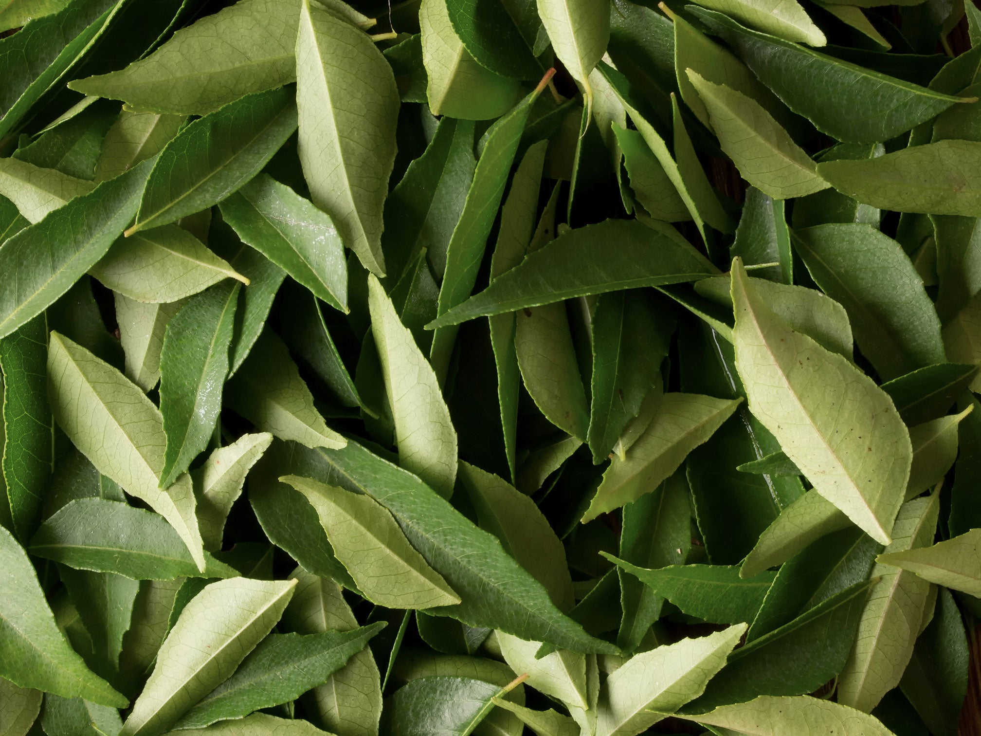 Fresh curry leaves used in Kekoa Foods organic baby food.